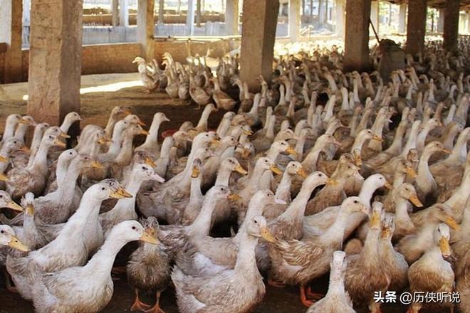 烤鸭才25元！哪来的利润？能放心吃吗？PG麻将胡了试玩平台活鸭上百元一只做成(图4)