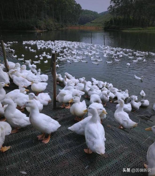 烤鸭才25元！哪来的利润？能放心吃吗？PG麻将胡了试玩平台活鸭上百元一只做成(图6)