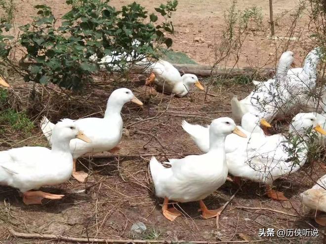 烤鸭才25元！哪来的利润？能放心吃吗？PG麻将胡了试玩平台活鸭上百元一只做成(图9)