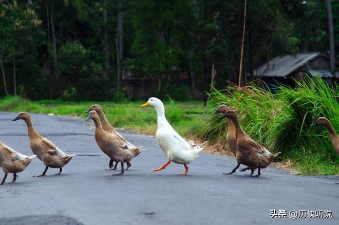 烤鸭才25元！哪来的利润？能放心吃吗？PG麻将胡了试玩平台活鸭上百元一只做成(图10)